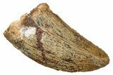 Serrated, Carcharodontosaurus Tooth - Real Dinosaur Tooth #341324-1